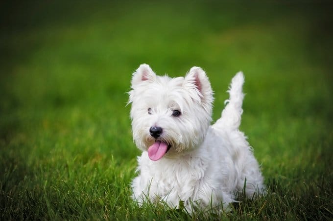 foto Perro West Highland White Terrier