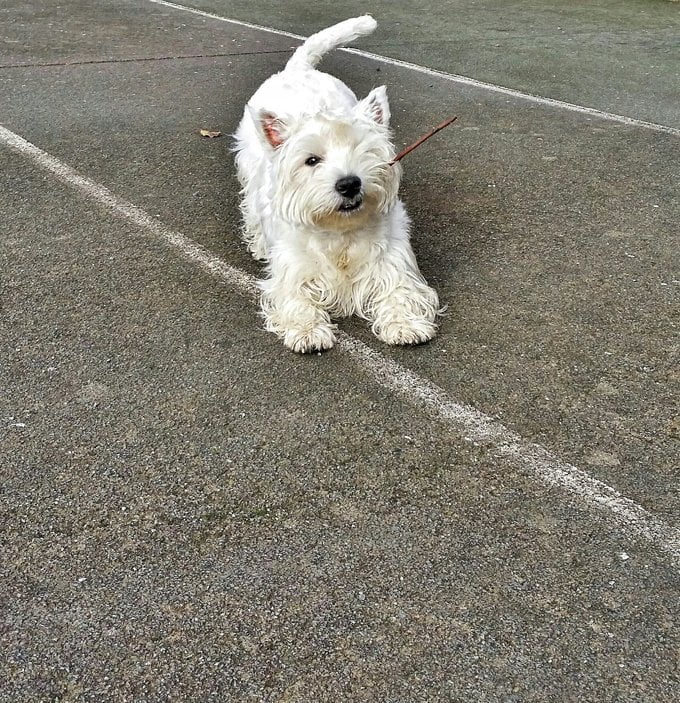 foto Perro West Highland White Terrier