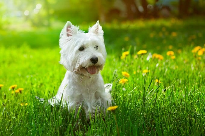 foto Perro West Highland White Terrier