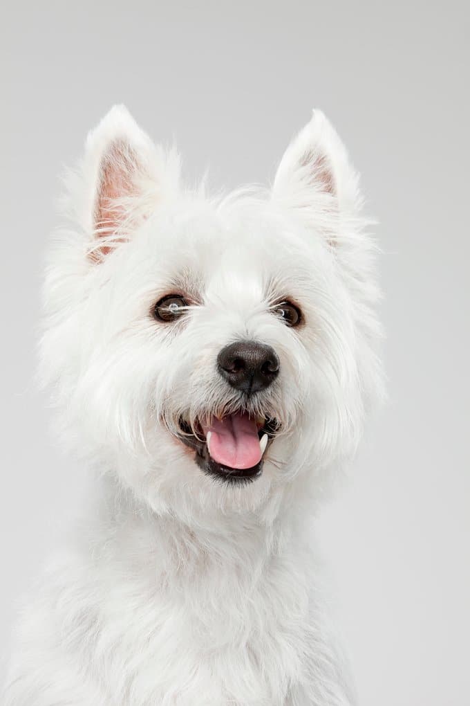 foto Perro West Highland White Terrier