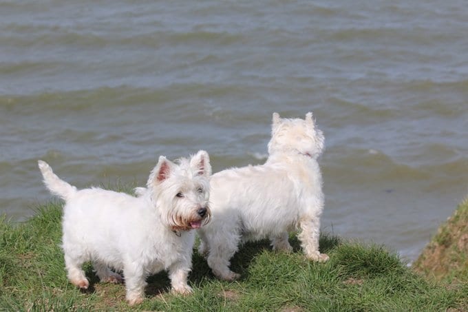 foto Perro West Highland White Terrier