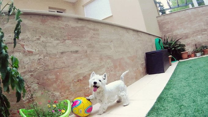 foto Perro West Highland White Terrier