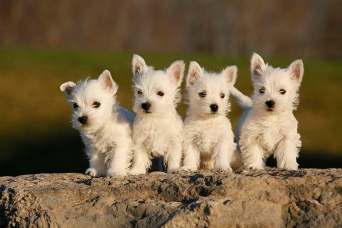 foto Perro West Highland White Terrier