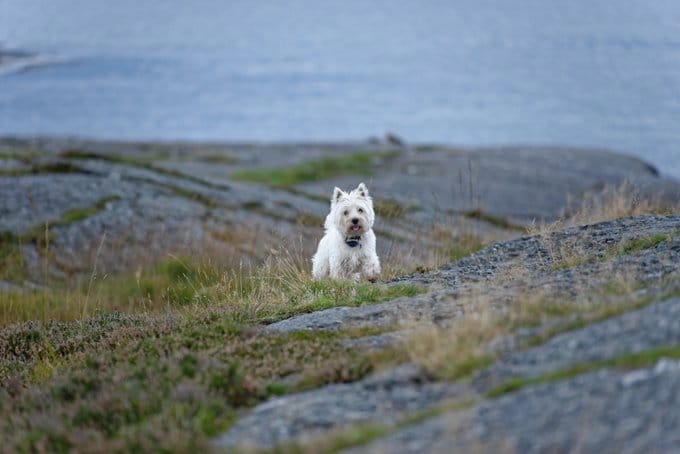 foto Perro West Highland White Terrier