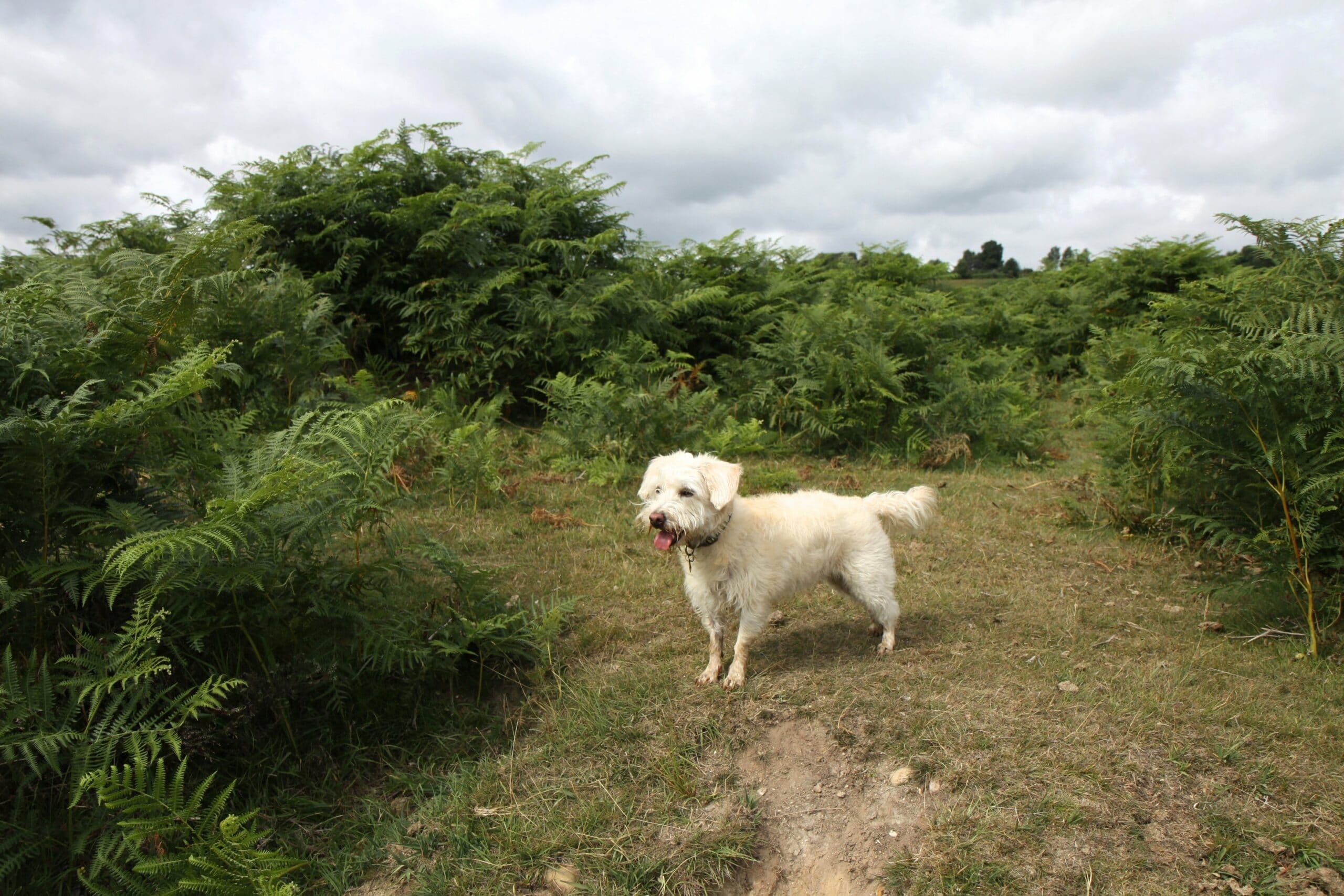 foto Westiepoo, perro mixto