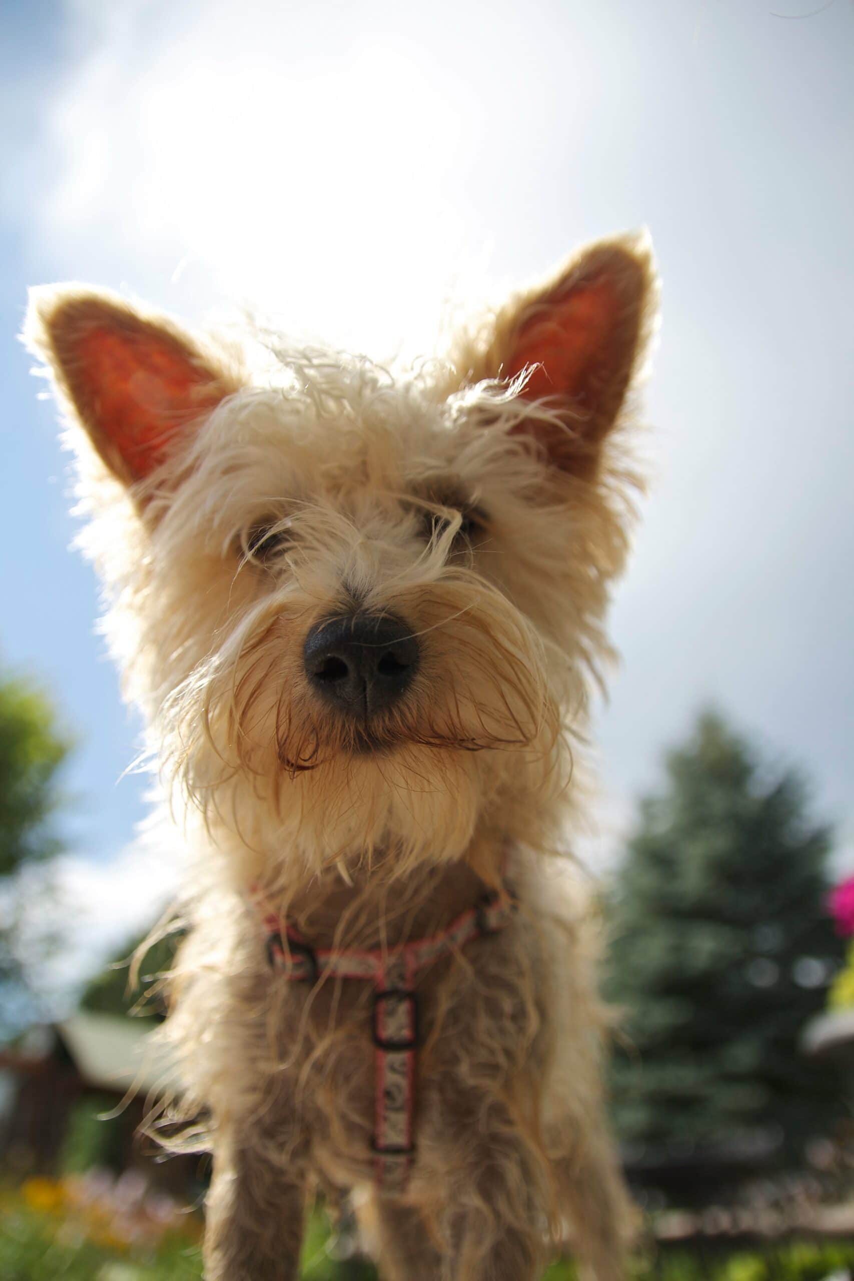 foto Westiepoo, perro mixto