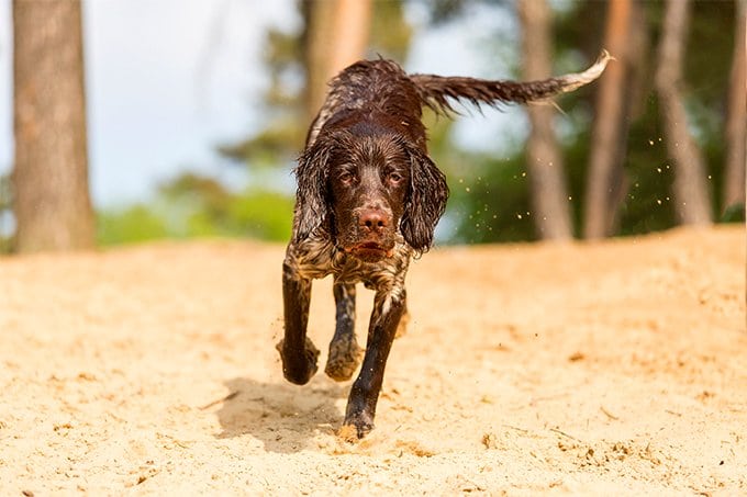 foto Perro Munsterlander Pointer Pequeño