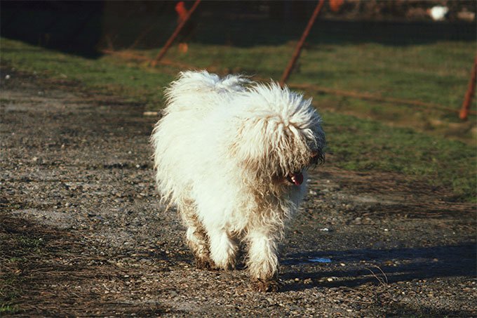 foto Perro Puli