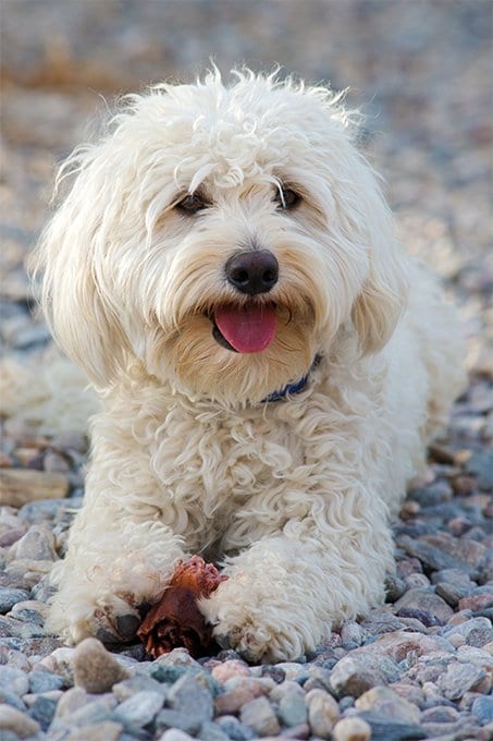 foto Perro Yorkipoo