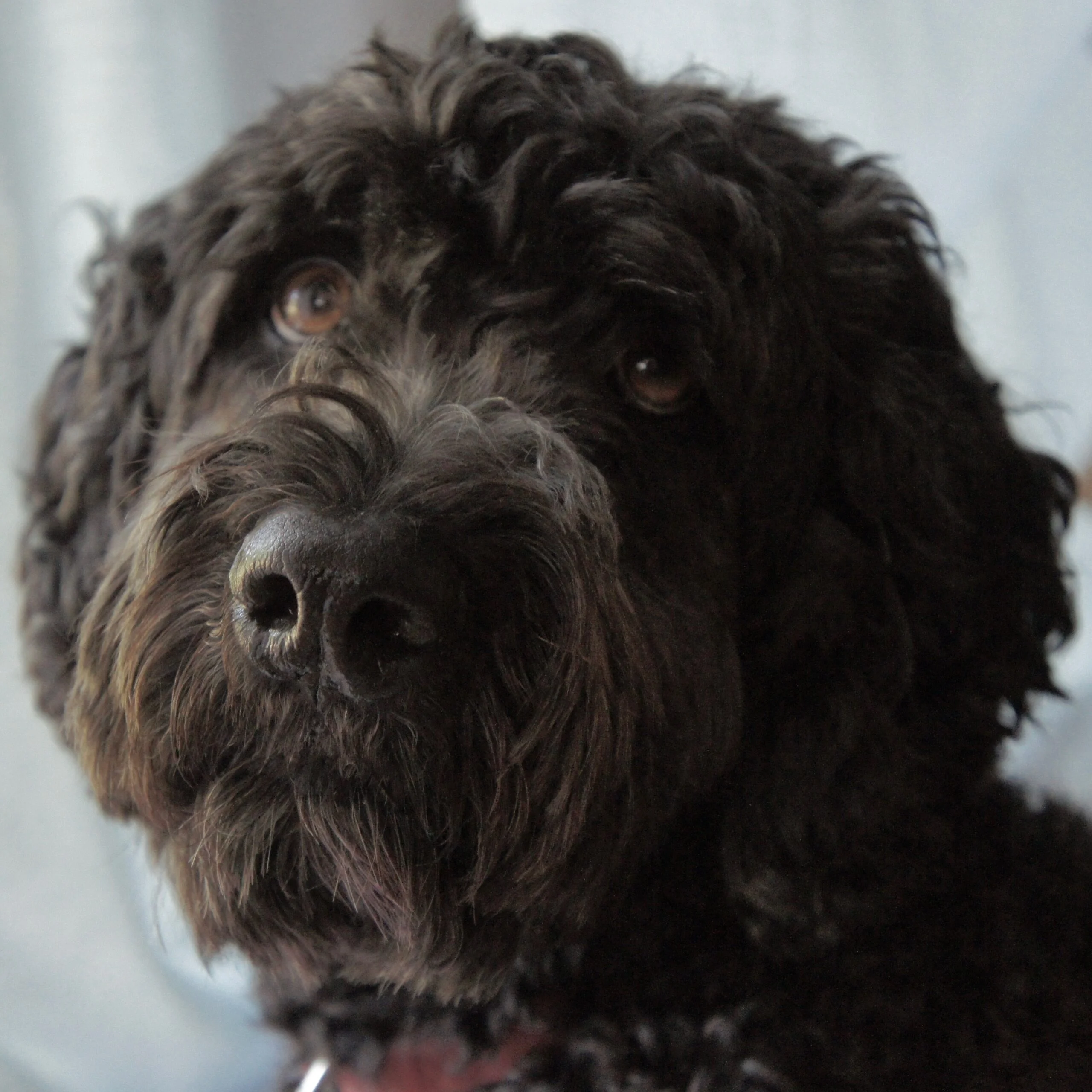 foto Whoodle, perro mixto