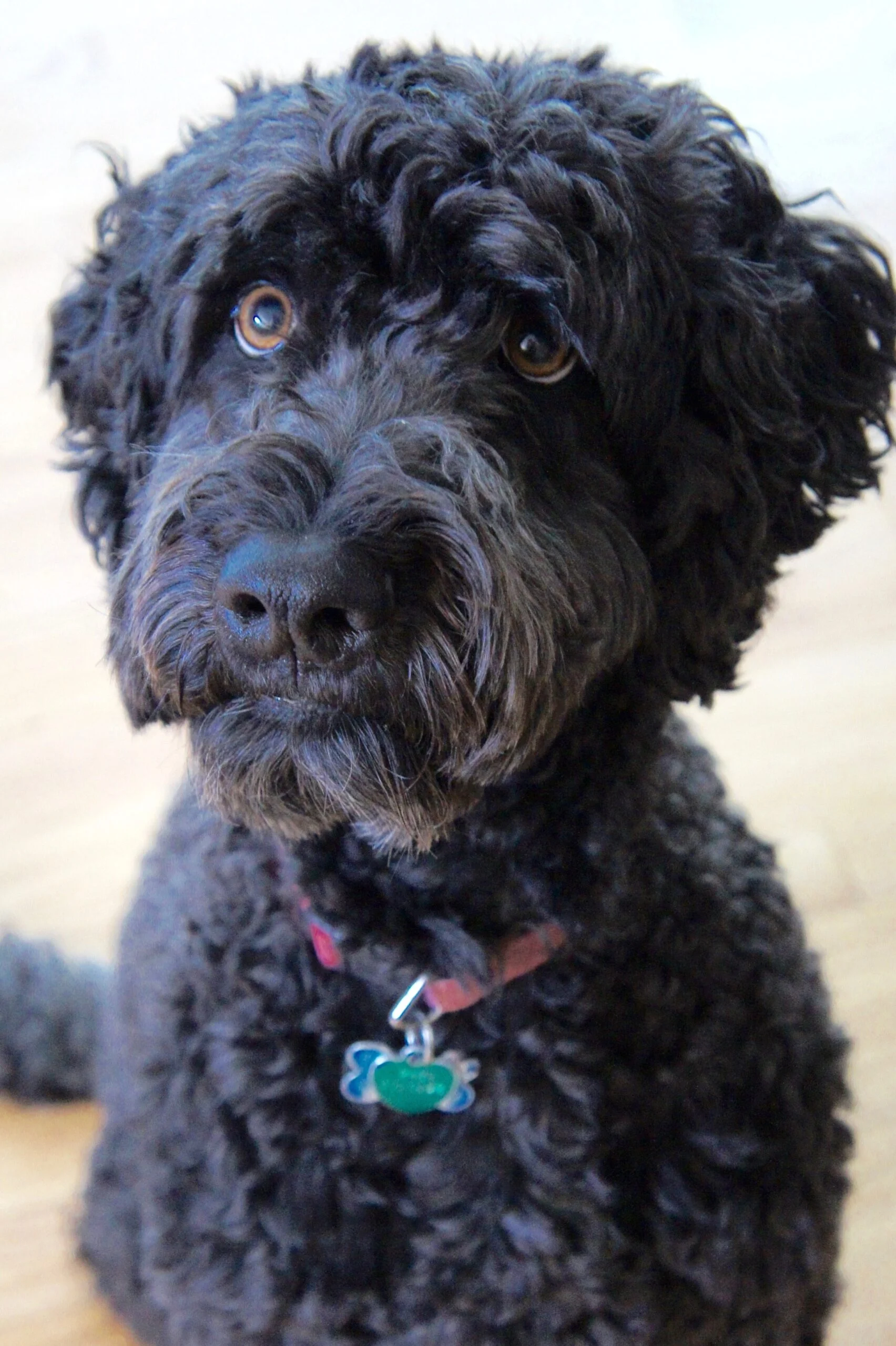 foto Whoodle, perro mixto